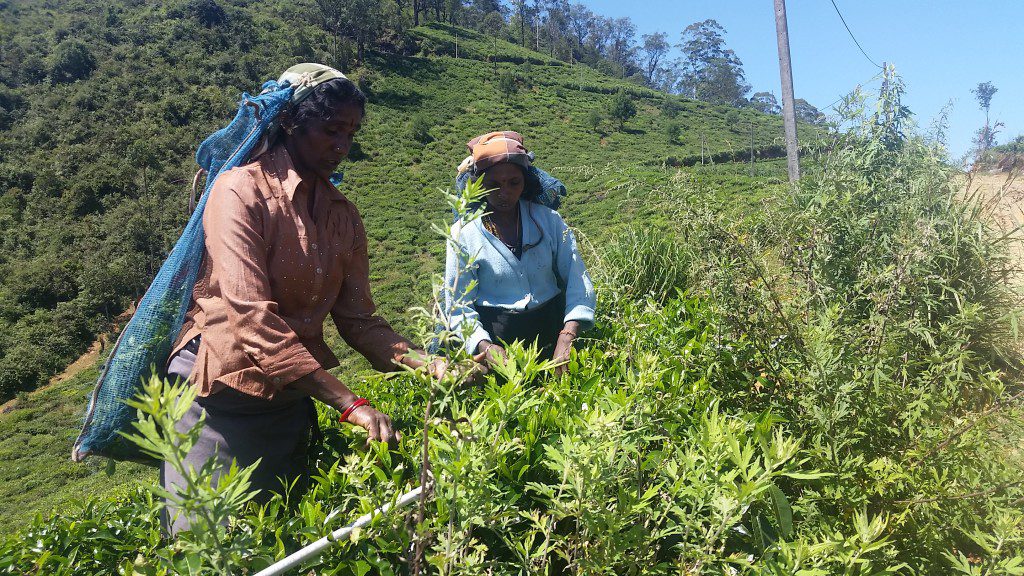 20160112_123323_Single Tree Mountain